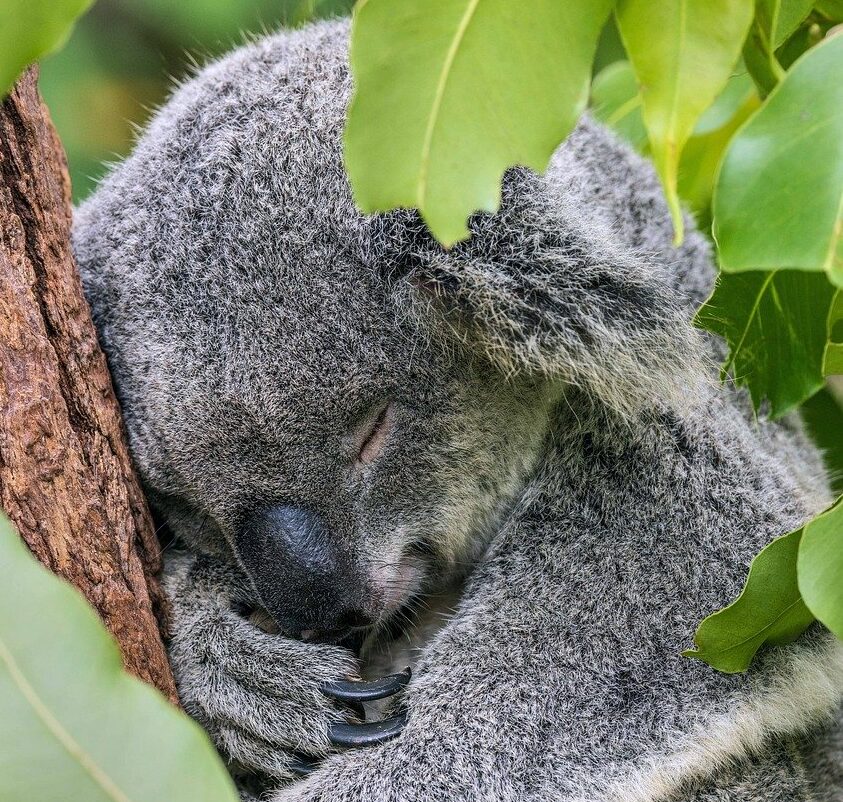 Bild von Koala